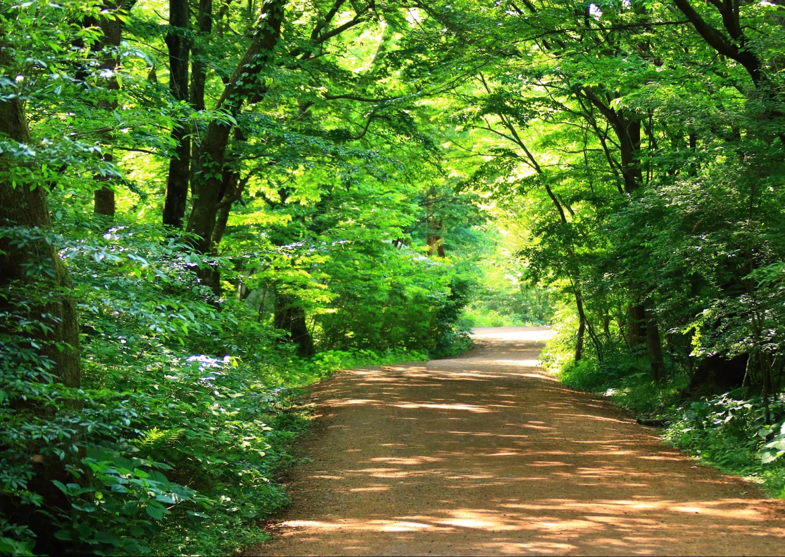Waldbestattung Muenchen - Elysium